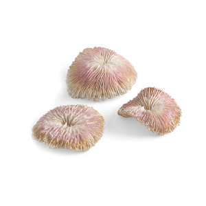 Set corali plati biOrb