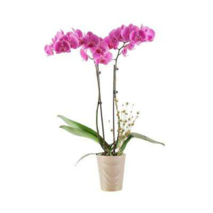 Substrat pentru orhidee Floria, 3 litri